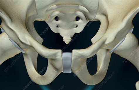 The Bones Of The Pelvis Stock Image F0016131 Science Photo Library