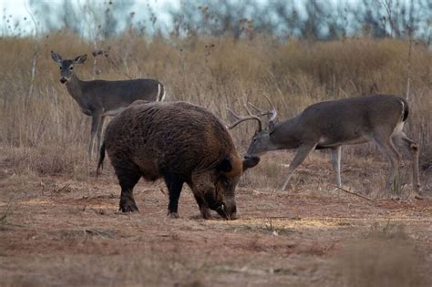 Managing Hogs Or Managing The Damage Texas Wildlife
