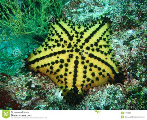 Chocolate Chip Seastar Stock Photo Image Of Diving Underwater