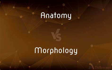 Anatomy Vs Morphology Whats The Difference