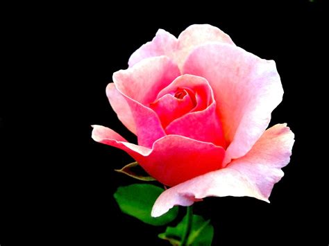 Small Pink Rose Rosebud Free Photo Download Freeimages
