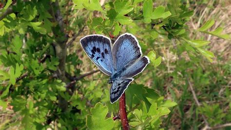 Large Blue Butterflies Return To Rodborough Common On The Cotswolds For