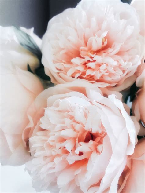 Beautiful Free Images And Pictures Unsplash Flower Photos Rose