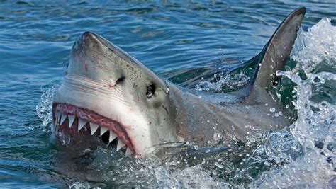 Great White Shark Jumps At Fishing Boat In Cape Cod Bay X96