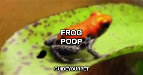 What Does Frog Poop Look Like A Complete Guide