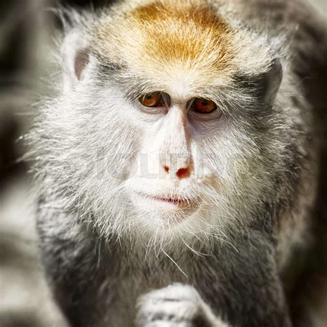 Cute Monkey Portrait Stock Image Colourbox