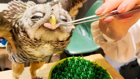 Visiting Japans Owl Cafebird Cafe🦉 Torinoiru Cafe Yanaka Diy