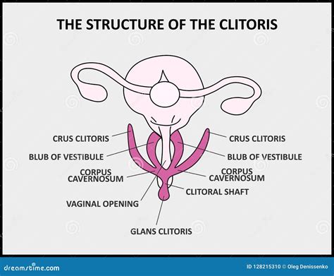 La Structure Du Clitoris Un Vagin Femelle Danatomie Daffiche Médicale Illustration Stock