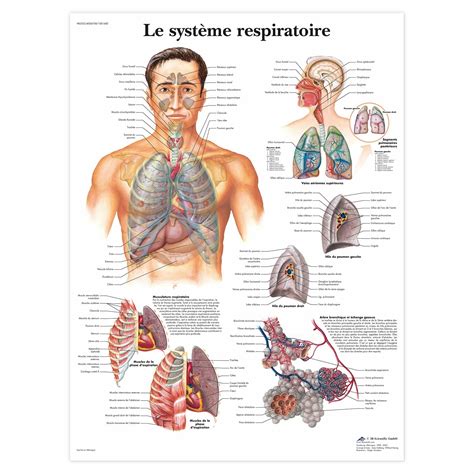 Planche anatomique Le système respiratoire