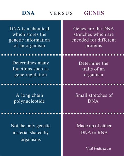 Difference Between Dna And Genes Definition Structure Features