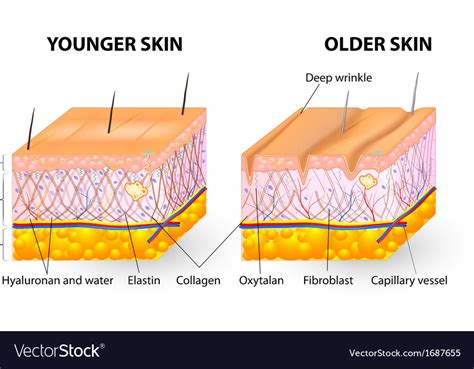 Collagen And Elastin Skin Aging Royalty Free Vector Image