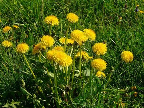 Closeup Photo Of Yellow Dandelions On A Green Meadow Free Image Download