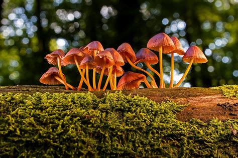Definición De Reino Fungi Su Origen Características E Importancia