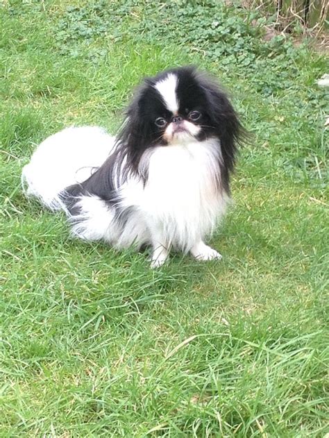 Japanese Chin Dogs Breed Information Omlet