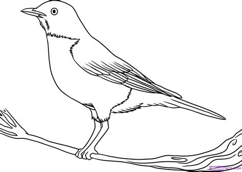 Robin Bird Drawing At Getdrawings Free Download