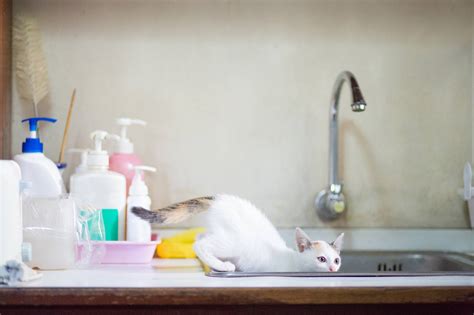 You can apply a few techniques on training cats to stay off counters, these essential oils to keep cats off counter: How to Keep Your Cat off the Kitchen Counters