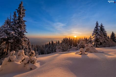 Winter Snow Great Sunsets Spruces Beautiful Views Wallpapers