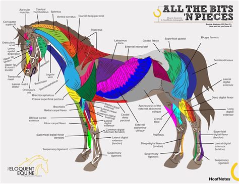 Hoofnotes Infographic Equine Anatomy Part 2 The Eloquent Equine
