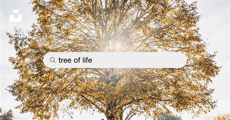 1000 Tree Of Life Pictures Download Free Images On Unsplash