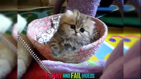 Funny Cat Videos Ever 1 Youtube