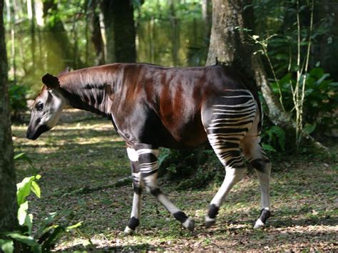 Africas Unusual Species Most Unique And Wonderful Creatures