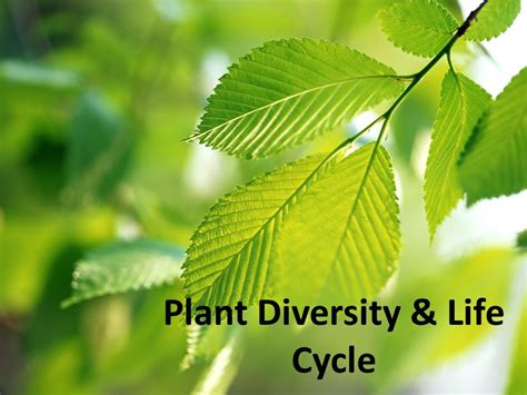 Plant Diversity And Life Cycle Section 1 Intro To Plants Iwhat Is A