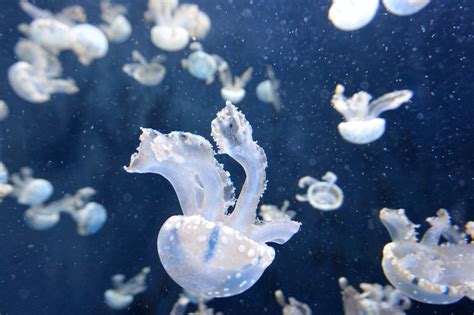 Free Images Jellyfish Blue Invertebrate Freezing Macro