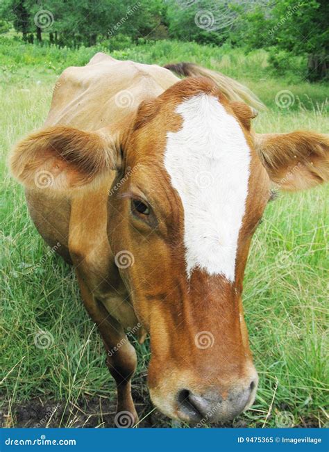 A Sad Brown Cow Stock Image Image Of Curious Funny Face 9475365