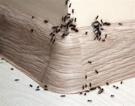 Damit sie dort kein nest bauen, sollte man frühzeitig fliegende ameisen bekämpfen. Ameisen im Haus - was tun, welche Hausmittel helfen, wie ...