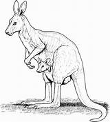 Mammals Wallaby Abdomen Marsupials sketch template