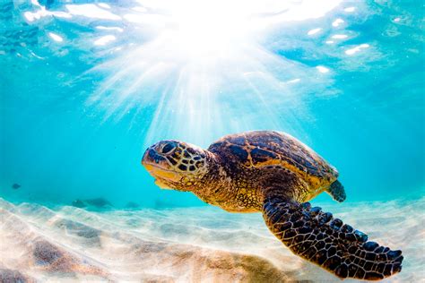 Virgin Islands Ecotours How To Swim With Sea Turtles On