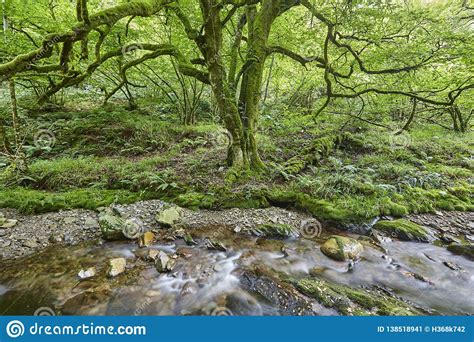 Bosque Y Corriente Verdes En La Reserva De La Biosfera De Muniellos