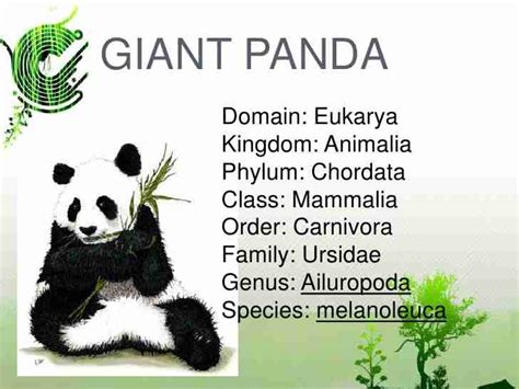What Is The Scientific Name For A Giant Panda Explained