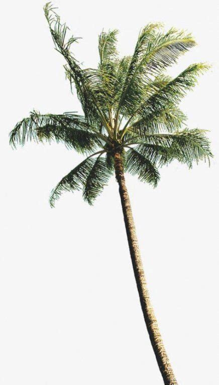 See more ideas about tree drawing, drawings, tree sketches. 65+ Ideas For Coconut Tree Photoshop #tree #PhotoshopTree ...