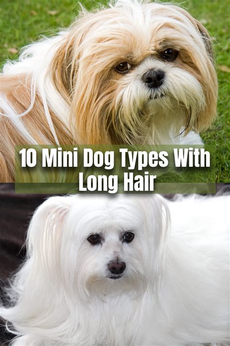 10 Mini Dog Types With Long Hair Small Fluffy Dog Breeds Long Haired