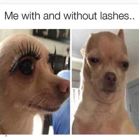 Chihuahua Eyelashes Meme Pets Lovers