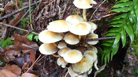 Id Request Yellow With Bluing Mushroom Hunting And