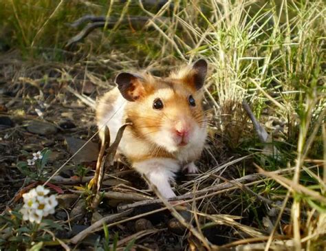 What Species Of Hamster Lives The Longest And How To Make Them Live