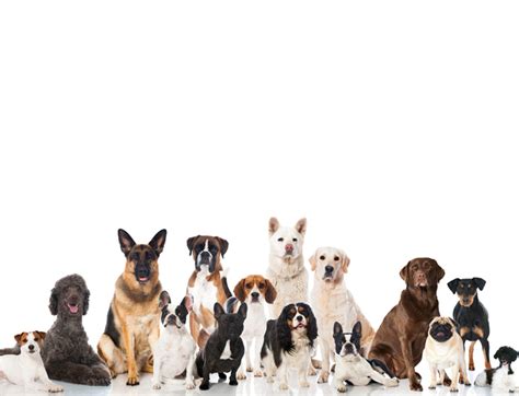 A liter would be two or more unless every litter of puppies was registered with some authoritarian group there would be no way. Life Expectancy of 9 of America's Most Popular Dog Breeds - We Have The News