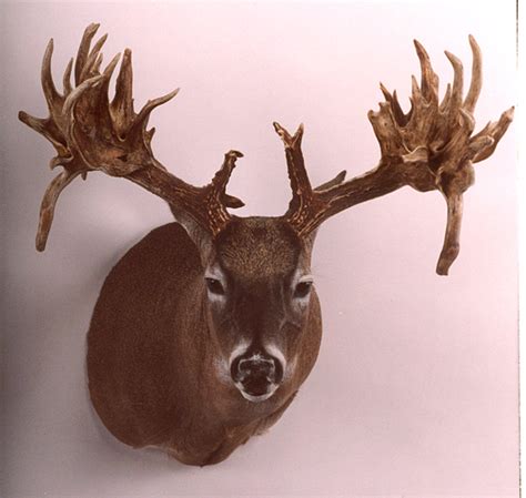 Bandcs Monster Bucks 20 Biggest Non Typicals Of All Time N