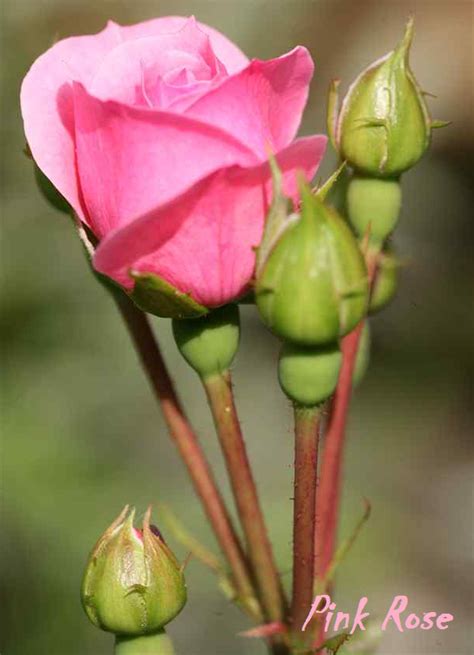 Bunga Mawar Merah Muda Pink Rose Photos Alam Mentari
