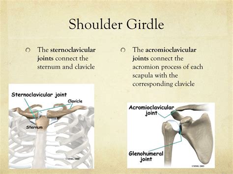 Ppt Upper Extremity Powerpoint Presentation Free Download Id1966057