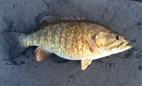 Species 13 — Smallmouth Bass Caughtovgard