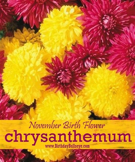 november birth flower chrystanthemum the flower of happiness good cheer and perfection