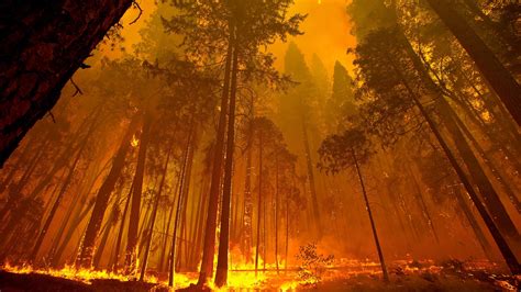 Forest Fire 4k Hd Nature 4k Wallpapers Images Backgrounds Photos