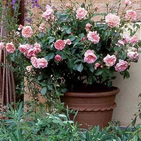 Rosas En Macetas Contenedores Cultivo Y Cuidados Container Roses