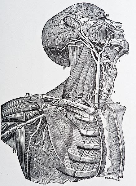 Vector Art Skeletomuscular System Classic Medical Ill