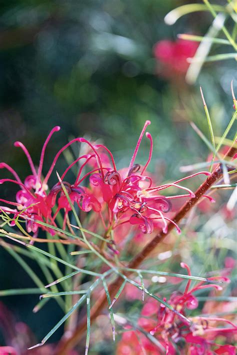Grevillea Flower Photograph By Samantha Hutchinson Pixels