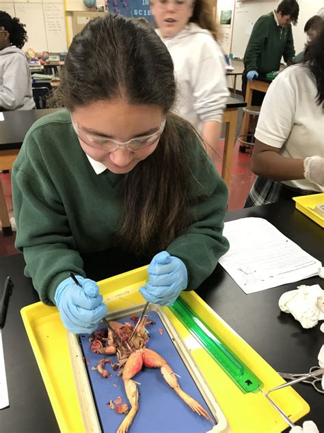 Saint Michael School Frog Dissection 2018 7th Grade Livermore Ca