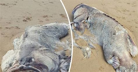 Massive Mystery Sea Creature Washes Up On Shore Leaving Couple Baffled